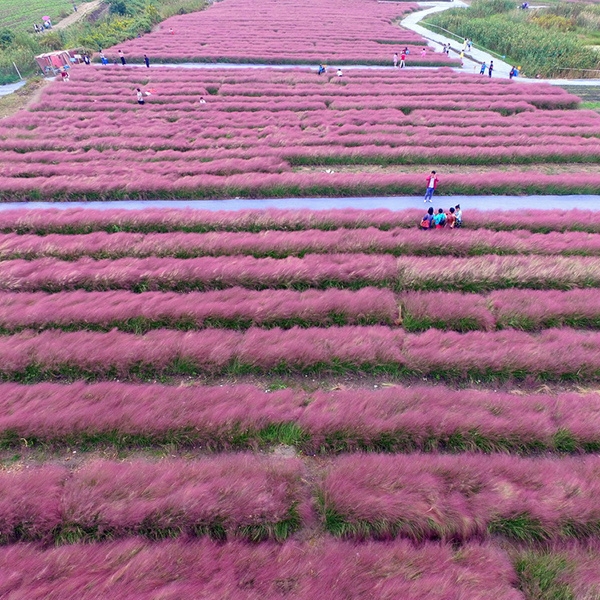 粉黛亂子草花海