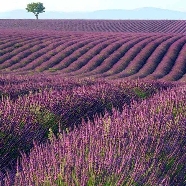 薰衣草花海